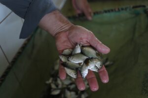 Imagem da notícia - Dia da Aquicultura: Sepror atende 500 piscicultores com entregas de alevinos e pós-larvas no primeiro trimestre de 2024