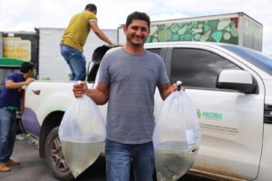 Imagem da notícia - Governo do Amazonas beneficia 622 piscicultores de 18 municípios com pós-larvas e alevinos de tambaqui